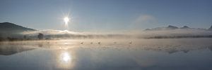 Morgentanz der Schwäne im Nebel