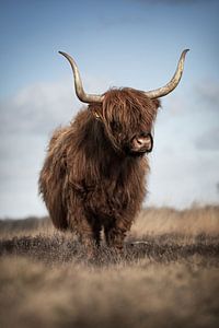 Schottische Highlander-Kuh in Porträt-Pose
