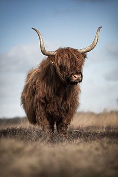Scottish highlander cow in portrait pose by KB Design & Photography (Karen Brouwer)