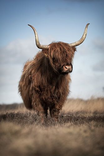 Scottish highlander cow in portrait pose