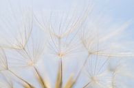 Airy 1 (peluches de Tragopogon) par Birgitte Bergman Aperçu