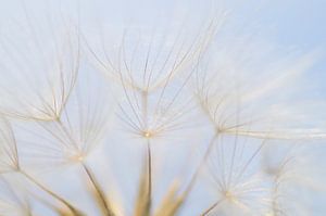 Airy 1 (Fluff des Morgensterns)