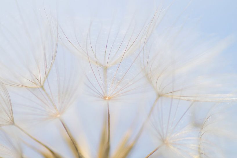 Airy 1 (peluches de Tragopogon) par Birgitte Bergman