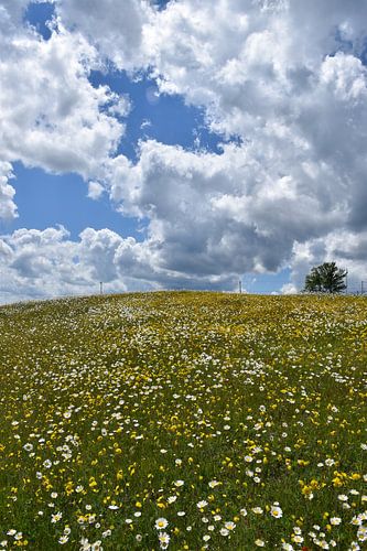 Een bloeiend veld onder een bewolkte hemel