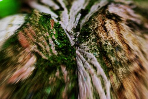 Exotische boom - haar blote bast