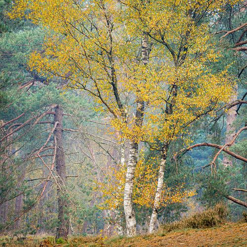 Bouleaux aux feuilles jaunes en automne | Utrechtse Heuvelrug
