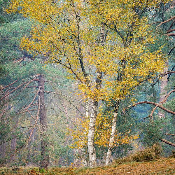 Berken met gele bladeren in de herfst | Utrechtse Heuvelrug van Sjaak den Breeje