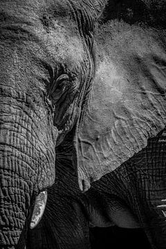 The face of the wild (black and white) by Bart Hendriks