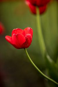 een rode tulp in een bloembollenveld | fine art natuur foto | botanische kunst van Karijn | Fine art Natuur en Reis Fotografie