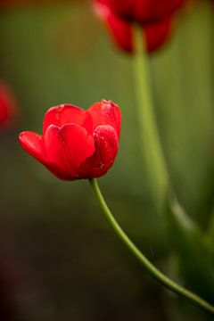 een rode tulp in een bloembollenveld | fine art natuur foto | botanische kunst