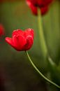 een rode tulp in een bloembollenveld | fine art natuur foto | botanische kunst van Karijn | Fine art Natuur en Reis Fotografie thumbnail
