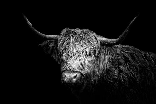 Scottish Highlander, Art