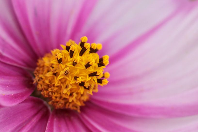 Flower by Daansphotographyshop