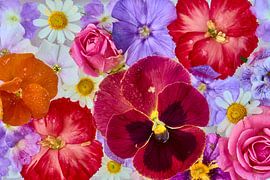 "Bunte Blumensammlung auf Eis von Jenco van Zalk