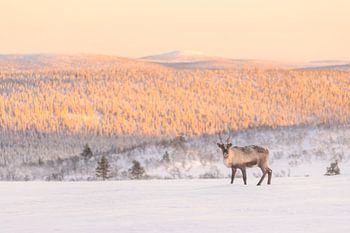 Rendier in de bergen