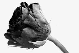 Black rose on white background by Jolanda de Jong-Jansen