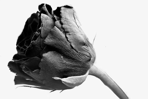 Zwarte roos op witte achtergrond