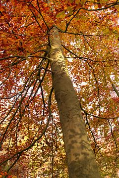 Baum in Herbstfarben | Baum im Herbst von Art Pictures by  Lotte