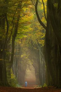 Walker in fairytale forest