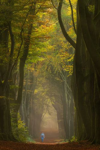 Wandelaar in sprookjesbos