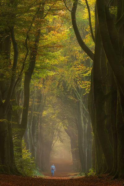 Walker in fairytale forest by Moetwil en van Dijk - Fotografie