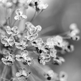 Dekorative Zwiebel, Allium von Sabine Bouwmeester