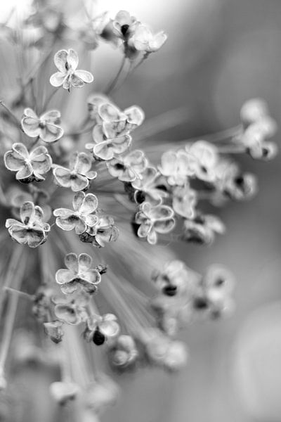 Onion, Allium by Sabine Bouwmeester