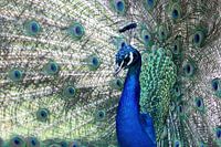 Paon bleu