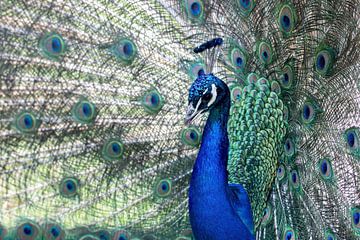 Blauw pauw van Anja Wessels Fotografie