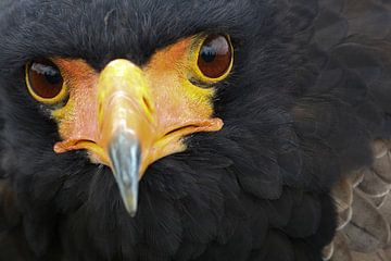 Portret van een Bateleur van Ronald Pol