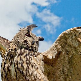 Owl, reaching for the sky von Harry van den Brink