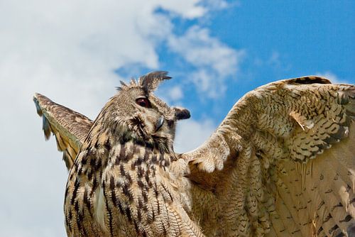 Owl, reaching for the sky