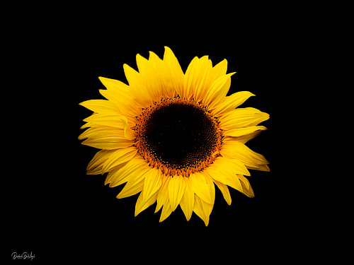 Zonnebloemen
