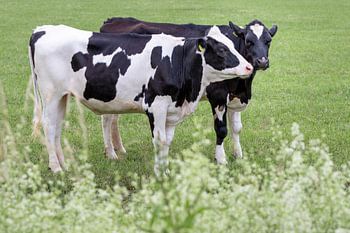 Hinterhältiger Kuhkuss