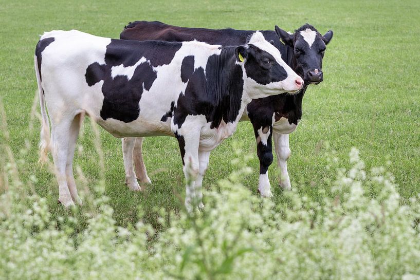 baiser furtif de la vache par Esther Rollema Fotografie