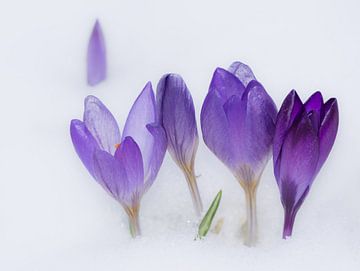 Purple crocuses in the snow by ManfredFotos