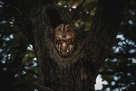 Waldkauz, versteckt in einem Baum #3 von Charlotte Hagg