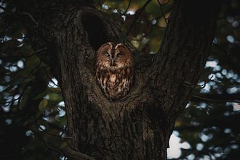 Tawny owl perched in a tree #3