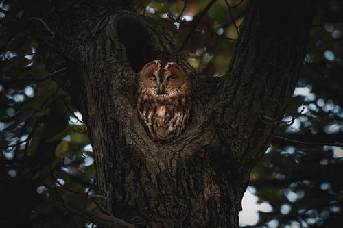 Tawny owl perched in a tree #3