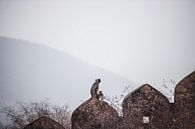 Grijze langoer aap op muur in Jaipur, India | Reis Fotografie van Lotte van Alderen thumbnail