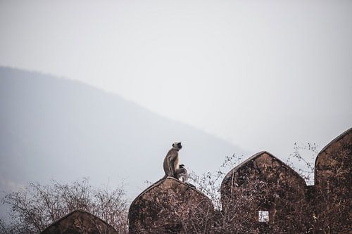 Grijze langoer aap op muur in Jaipur, India | Reis Fotografie