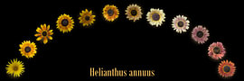 Attractive sunflower arch – Helianthus annuus by Linda Pet-de Keijzer