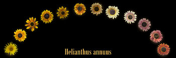 Stimmungsvoller Sonnenblumenbogen – Helianthus annuus