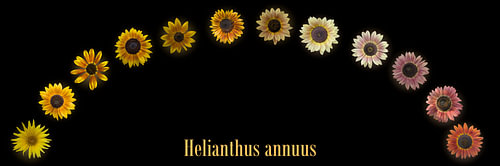 Stimmungsvoller Sonnenblumenbogen – Helianthus annuus