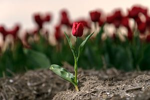 Rode tulp in het bollenveld