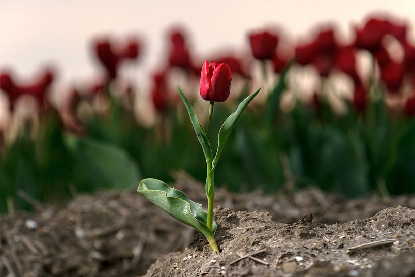 Rote Tulpe auf dem Birnengebiet von Fotografiecor .nl