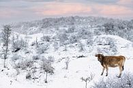 Wild kalf in sneeuwlandschap van Paula Romein thumbnail