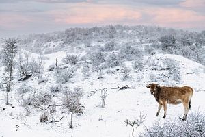 Un veau sauvage dans un paysage enneigé sur Paula Romein