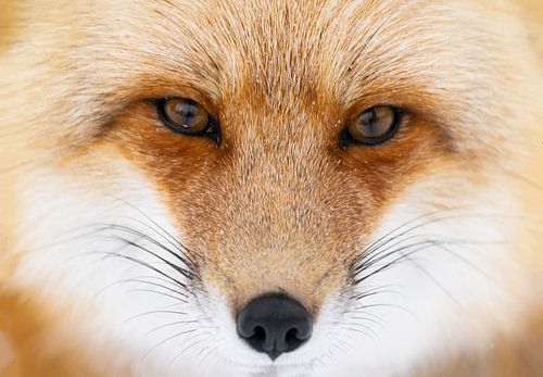 intimate portrait of a fox