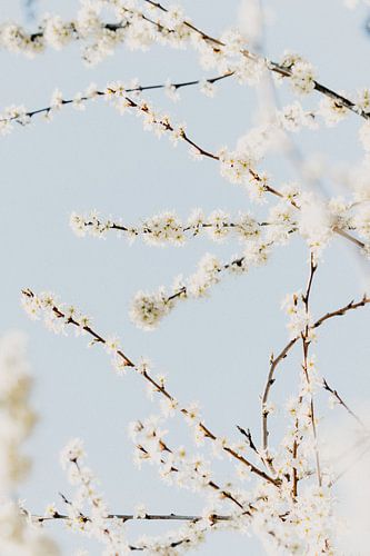 Sunny blossom by Elise van Gils